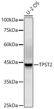 Western Blot: Tyrosylprotein Sulfotransferase 2/TPST2 Antibody - Azide and BSA Free [Tyrosylprotein Sulfotransferase 2/TPST2] - Western blot analysis of lysates from U-2 OS cells using Tyrosylprotein Sulfotransferase 2/TPST2 Rabbit pAb  at 1:1000 dilution incubated overnight at 4C.Secondary antibody: HRP-conjugated Goat anti-Rabbit IgG (H+L)  at 1:10000 dilution. Lysates/proteins: 25 ug per lane.Blocking buffer: 3% nonfat dry milk in TBST.Detection: ECL Basic Kit Exposure time: 60s.