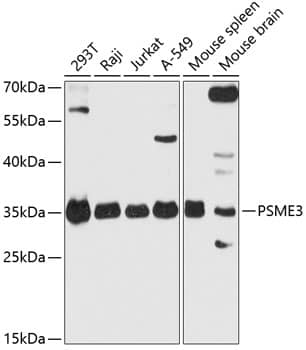 Western Blot: PA28 Activator gamma Subunit/PSME3 Antibody - Azide and BSA Free [PA28 Activator gamma Subunit/PSME3] - Western blot analysis of various lysates using PA28 Activator gamma Subunit/PSME3 Rabbit pAb  at 1:3000 dilution.Secondary antibody: HRP-conjugated Goat anti-Rabbit IgG (H+L)  at 1:10000 dilution.Lysates/proteins: 25ug per lane.Blocking buffer: 3% nonfat dry milk in TBST.Detection: ECL Basic Kit .Exposure time: 30s.