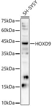 Western Blot HOXD9 Antibody - Azide and BSA Free