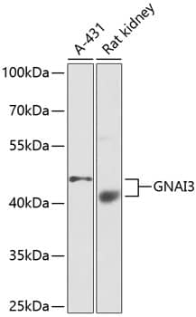 Western Blot: GNAI3 Antibody - BSA Free [GNAI3] - Western blot analysis of various lysates using GNAI3 Rabbit pAb  at 1:1000 dilution._Secondary antibody: HRP-conjugated Goat anti-Rabbit IgG (H+L)  at 1:10000 dilution._Lysates/proteins: 25ug per lane._Blocking buffer: 3% nonfat dry milk in TBST._Detection: ECL Enhanced Kit ._Exposure time: 30s.