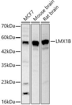 Western Blot: LMX1b Antibody - BSA Free [NBP3-03915] - Western blot analysis of various lysates, using LMX1b Rabbit pAb (A14020) at 1:1000 dilution.Secondary antibody: HRP Goat Anti-Rabbit IgG (H+L) (AS014) at 1:10000 dilution.Lysates/proteins: 25ug per lane.Blocking buffer: 3% nonfat dry milk in TBST.Detection: ECL Basic Kit (RM00020).Exposure time: 30s.