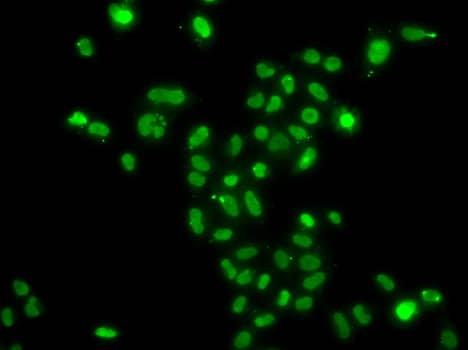 Immunocytochemistry/ Immunofluorescence: MORF4L2 Antibody - BSA Free [NBP3-03921] - Immunofluorescence analysis of A549 cells using MORF4L2 antibody (A7577).