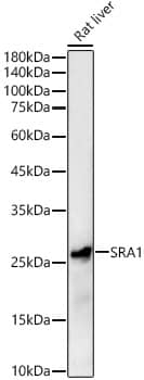 Western Blot: SRA1 Antibody - Azide and BSA Free [SRA1] - Western blot analysis of various lysates, using SRA1 Rabbit pAb  at 1:500 dilution.Secondary antibody: HRP-conjugated Goat anti-Rabbit IgG (H+L)  at 1:10000 dilution.Lysates/proteins: 25ug per lane.Blocking buffer: 3% nonfat dry milk in TBST.Detection: ECL Basic Kit .Exposure time: 30s.