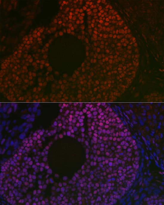 Immunocytochemistry/ Immunofluorescence: FOXL2 Antibody - Azide and BSA Free [NBP3-03941] - Immunofluorescence analysis of mouse ovary using FOXL2 Rabbit pAb (A16244) at dilution of 1:100 (40x lens). Blue: DAPI for nuclear staining.