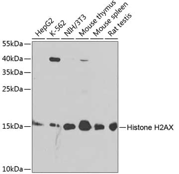 Western Blot: Histone H2AX Antibody - BSA Free [Histone H2AX] - Western blot analysis of various lysates using Histone H2AX Rabbit pAb  at 1:1000 dilution.Secondary antibody: HRP-conjugated Goat anti-Rabbit IgG (H+L)  at 1:10000 dilution.Lysates/proteins: 25ug per lane.Blocking buffer: 3% nonfat dry milk in TBST.Detection: ECL Basic Kit .Exposure time: 90s.