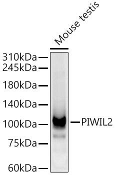 Western Blot: PIWIL2 Antibody - BSA Free [NBP3-04219] - Western blot analysis of Mouse testis, using PIWIL2 Rabbit pAb (A3073) at 1:500 dilution.Secondary antibody: HRP Goat Anti-Rabbit IgG (H+L) (AS014) at 1:10000 dilution.Lysates/proteins: 25ug per lane.Blocking buffer: 3% nonfat dry milk in TBST.Detection: ECL Basic Kit (RM00020).Exposure time: 60s.