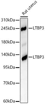 Western Blot: LTBP3 Antibody - Azide and BSA Free [LTBP3] - Western blot analysis of lysates from Rat uterus, using LTBP3 Rabbit pAb  at 1:1000 dilution.Secondary antibody: HRP-conjugated Goat anti-Rabbit IgG (H+L)  at 1:10000 dilution.Lysates/proteins: 25ug per lane.Blocking buffer: 3% nonfat dry milk in TBST.Detection: ECL Basic Kit .Exposure time: 45s.