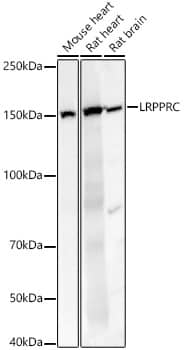 Western Blot: LRPPRC Antibody - BSA Free [LRPPRC] - Western blot analysis of various lysates, using LRPPRC Rabbit pAb  at  1:2000 dilution.Secondary antibody: HRP Goat Anti-Rabbit IgG (H+L)  at 1:10000 dilution.Lysates/proteins: 25ug per lane.Blocking buffer: 3% nonfat dry milk in TBST.Detection: ECL Basic Kit .Exposure time: 10s.