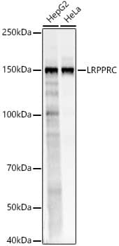 Western Blot: LRPPRC Antibody - BSA Free [LRPPRC] - Western blot analysis of various lysates, using LRPPRC Rabbit pAb  at  1:2000 dilution.Secondary antibody: HRP Goat Anti-Rabbit IgG (H+L)  at 1:10000 dilution.Lysates/proteins: 25ug per lane.Blocking buffer: 3% nonfat dry milk in TBST.Detection: ECL Basic Kit .Exposure time: 0.5s.