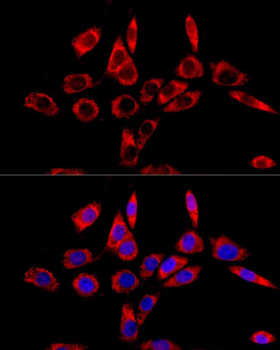 Immunocytochemistry/ Immunofluorescence: LRPPRC Antibody - BSA Free [LRPPRC] - Immunofluorescence analysis of NIH/3T3 cells using LRPPRC Rabbit pAb  at dilution of 1:100 (40x lens). Secondary antibody: Cy3 Goat Anti-Rabbit IgG (H+L)  at 1:500 dilution. Blue: DAPI for nuclear staining.