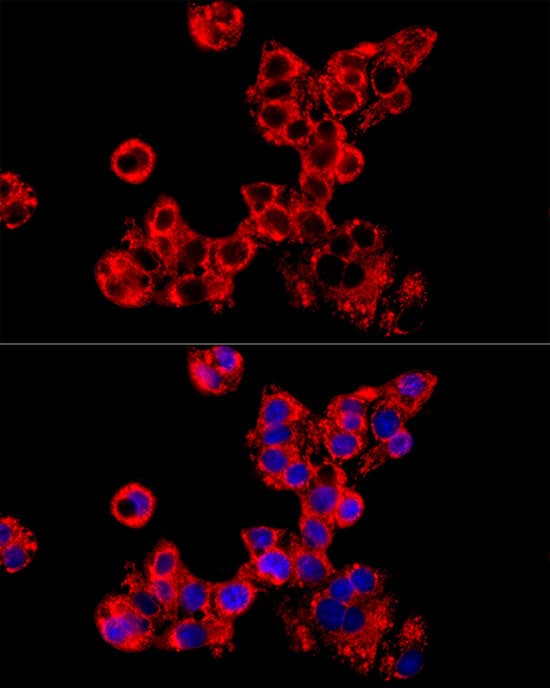 Immunocytochemistry/ Immunofluorescence: LRPPRC Antibody - BSA Free [LRPPRC] - Immunofluorescence analysis of HepG2 cells using LRPPRC Rabbit pAb  at dilution of 1:100 (40x lens). Secondary antibody: Cy3 Goat Anti-Rabbit IgG (H+L)  at 1:500 dilution. Blue: DAPI for nuclear staining.