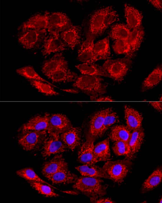 Immunocytochemistry/ Immunofluorescence: LRPPRC Antibody - BSA Free [LRPPRC] - Immunofluorescence analysis of A-549 cells using LRPPRC Rabbit pAb  at dilution of 1:100 (40x lens). Secondary antibody: Cy3 Goat Anti-Rabbit IgG (H+L)  at 1:500 dilution. Blue: DAPI for nuclear staining.