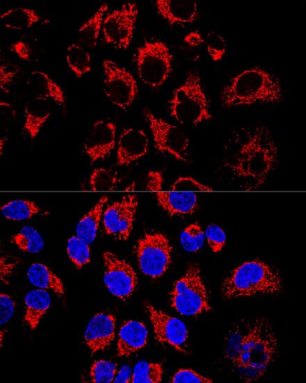 Immunocytochemistry/ Immunofluorescence: LRPPRC Antibody - BSA Free [LRPPRC] - Confocal immunofluorescence analysis of Hela cells using LRPPRC Rabbit pAb  at dilution of 1:400. Blue: DAPI for nuclear staining.