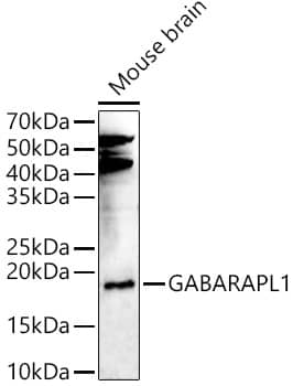 Western Blot: GABARAPL1 Antibody - Azide and BSA Free [GABARAPL1] - Western blot analysis of lysates from Mouse brain, using GABARAPL1 Rabbit pAb  at  1:600 dilution.Secondary antibody: HRP-conjugated Goat anti-Rabbit IgG (H+L)  at 1:10000 dilution.Lysates/proteins: 25ug per lane.Blocking buffer: 3% nonfat dry milk in TBST.Detection: ECL Enhanced Kit .Exposure time: 180s.
