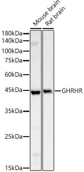 Western Blot GHRHR Antibody - BSA Free