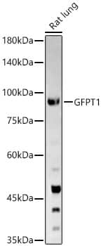 Western Blot: GFPT1 Antibody - BSA Free [NBP3-04455] - Western blot analysis of Rat lung, using GFPT1 antibody (A3882) at  1:1000 dilution.Secondary antibody: HRP Goat Anti-Rabbit IgG (H+L) (AS014) at 1:10000 dilution.Lysates/proteins: 25μg per lane.Blocking buffer: 3% nonfat dry milk in TBST.Detection: ECL Basic Kit (RM00020).Exposure time: 180s.