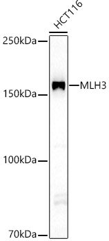 Western Blot: MLH3 Antibody - BSA Free [MLH3] - Western blot analysis of lysates from HCT116 cells, using MLH3 Rabbit pAb  at 1:3500 dilution.Secondary antibody: HRP-conjugated Goat anti-Rabbit IgG (H+L)  at 1:10000 dilution.Lysates/proteins: 25ug per lane.Blocking buffer: 3% nonfat dry milk in TBST.Detection: ECL Basic Kit .Exposure time: 60s.