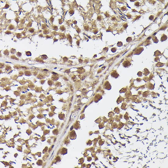 Immunohistochemistry: METTL4 Antibody - Azide and BSA Free [METTL4] - Immunohistochemistry analysis of paraffin-embedded Rat testis using METTL4 Rabbit pAb  at dilution of 1:50 (40x lens). Perform high pressure antigen retrieval with 10 mM citrate buffer pH 6.0 before commencing with IHC staining protocol.
