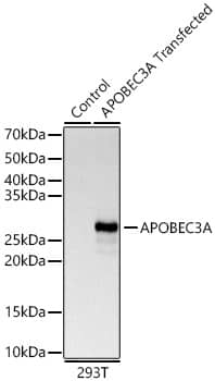 Western Blot APOBEC3A Antibody - Azide and BSA Free