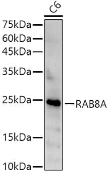 Western Blot: RAB8A Antibody - Azide and BSA Free [NBP3-04519] - Western blot analysis of extracts of C6 cells, using RAB8A antibody (A17369) at  1:500 dilution.Secondary antibody: HRP Goat Anti-Rabbit IgG (H+L) (AS014) at 1:10000 dilution.Lysates/proteins: 25μg per lane.Blocking buffer: 3% nonfat dry milk in TBST.Detection: ECL Enhanced Kit (RM00021).Exposure time: 180s.