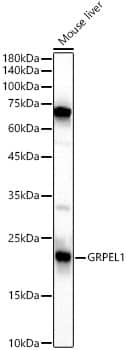 Western Blot: GRPEL1 Antibody - BSA Free [NBP3-04531] - Western blot analysis of lysates from Mouse liver, using GRPEL1 Rabbit pAb (A4999) at 1:1000 dilution.Secondary antibody: HRP Goat Anti-Rabbit IgG (H+L) (AS014) at 1:10000 dilution.Lysates/proteins: 25ug per lane.Blocking buffer: 3% nonfat dry milk in TBST.Detection: ECL Basic Kit (RM00020).Exposure time: 60s.