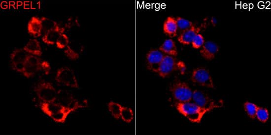 Immunocytochemistry/ Immunofluorescence: GRPEL1 Antibody - BSA Free [NBP3-04531] - Immunofluorescence analysis of HepG2 cells using GRPEL1 Rabbit pAb (A4999) at dilution of 1:100 (40x lens). Secondary antibody: Cy3 Goat Anti-Rabbit IgG (H+L) (AS007) at 1:500 dilution. Blue: DAPI for nuclear staining.