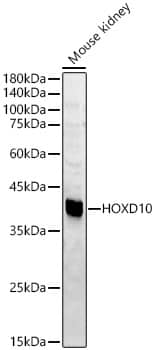 Western Blot: HOXD10 Antibody - BSA Free [NBP3-04565] - Western blot analysis of Mouse kidney, using HOXD10 antibody (A7686) at 1:800 dilution.Secondary antibody: HRP Goat Anti-Rabbit IgG (H+L) (AS014) at 1:10000 dilution.Lysates/proteins: 25μg per lane.Blocking buffer: 3% nonfat dry milk in TBST.Detection: ECL Basic Kit (RM00020).Exposure time: 60s.