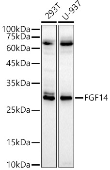 Western Blot FGF14 Antibody - BSA Free