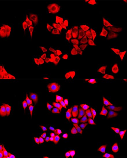 Immunocytochemistry/ Immunofluorescence: EIF3J Antibody - Azide and BSA Free [NBP3-04592] - Immunofluorescence analysis of HeLa cells using EIF3J Rabbit pAb (A8637) at dilution of 1:100. Secondary antibody: Cy3 Goat Anti-Rabbit IgG (H+L) (AS007) at 1:500 dilution. Blue: DAPI for nuclear staining.