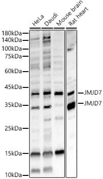 Western Blot JMJD7 Antibody - BSA Free