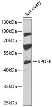 Western Blot SPDEF Antibody - BSA Free