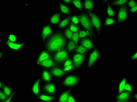 Immunocytochemistry/ Immunofluorescence: SPDEF Antibody - BSA Free [SPDEF] - Immunofluorescence analysis of MCF7 cells using SPDEF Rabbit pAb .Secondary antibody: Cy3 Goat Anti-Rabbit IgG (H+L)  at 1:500 dilution.