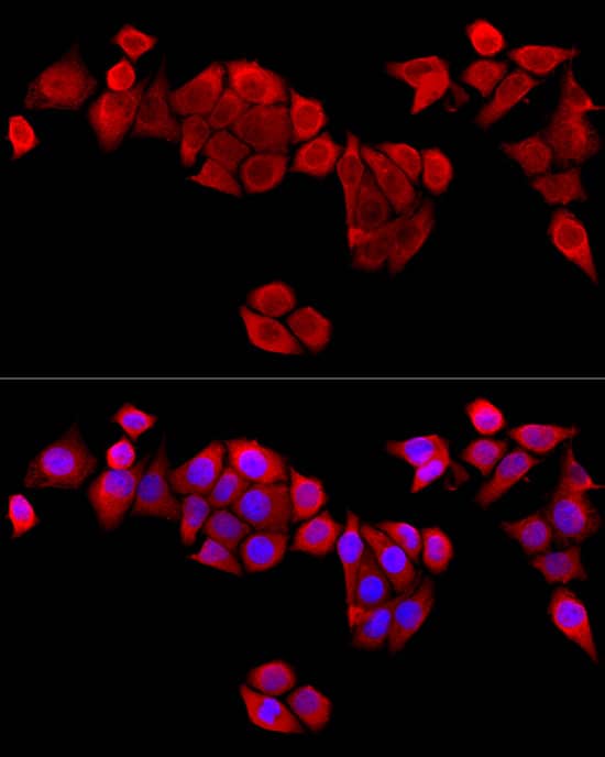 Immunocytochemistry/ Immunofluorescence: MAPRE1 Antibody - Azide and BSA Free [MAPRE1] - Immunofluorescence analysis of HeLa cells using MAPRE1 Rabbit pAb  at dilution of  1:100 (40x lens).Secondary antibody: Cy3-conjugated Goat anti-Rabbit IgG (H+L)  at 1:500 dilution. Blue: DAPI for nuclear staining.