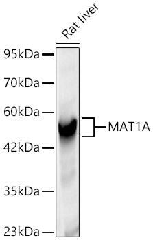 Western Blot: MAT1A Antibody - BSA Free [MAT1A] - Western blot analysis of Rat liver, using MAT1A Rabbit pAb  at 1:1000 dilution.Secondary antibody: HRP Goat Anti-Rabbit IgG (H+L)  at 1:10000 dilution.Lysates/proteins: 25ug per lane.Blocking buffer: 3% nonfat dry milk in TBST.Detection: ECL Basic Kit .Exposure time: 5s.