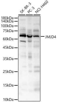 Western Blot: JMJD4 Antibody - BSA Free [NBP3-04727] - Western blot analysis of various lysates, using JMJD4 antibody (A7992) at 1:1000 dilution.Secondary antibody: HRP Goat Anti-Rabbit IgG (H+L) (AS014) at 1:10000 dilution.Lysates/proteins: 25μg per lane.Blocking buffer: 3% nonfat dry milk in TBST.Detection: ECL Basic Kit (RM00020).Exposure time: 10s.