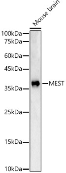 Western Blot MEST Antibody - BSA Free