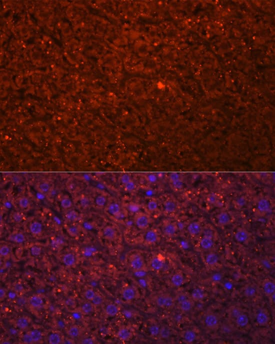 Immunocytochemistry/ Immunofluorescence: HSD17B13 Antibody - Azide and BSA Free [HSD17B13] - Immunofluorescence analysis of paraffin-embedded mouse liver using HSD17B13 Rabbit pAb  at dilution of 1:20 (40x lens). Secondary antibody: Cy3-conjugated Goat anti-Rabbit IgG (H+L)  at 1:500 dilution. Blue: DAPI for nuclear staining.