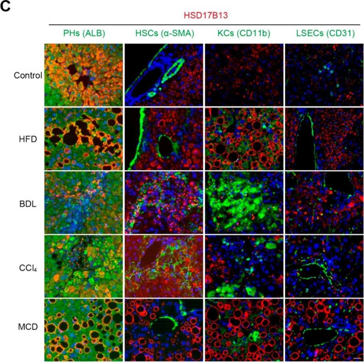Higher HSD17B13 expression is mainly in hepatocytes and directly induced by etiological agents. (A,B) Protein (A) and mRNA (B) were detected in mouse primary cells. (C) Liver samples from NAFLD mice induced by HFD, BDL, CCl4, and MCD were processed with immunofluorescence co-staining for HSD17B13 with ALB (hepatocyte marker), CD31 (endothelial marker),  alpha -SMA (activated HSC marker), or CD11b (macrophage marker). Slides were counterstained with DAPI (Scale bars, 50 μm). (D) L02 cells were treated by palmitate, OA, CCl4 lipopolysaccharide, or TGF-beta 1 for 24 h, mRNA was measured by qRT-PCR. (E,F) Huh7.5 cells were infected with HCV, RNAs were measured by qRT-PCR (E), and proteins were measured by Western blotting (F) at 72 h. (G) Huh7.5 cells were infected by HCV (MOI = 0.1) and mRNA was measured by qRT-PCR at designated days post-infection. (H) mRNA in respective host cells infected by HCV, H1N1 and EV71 was measured by qRT-PCR. Results are expressed as mean +/- SEM. HSCs, hepatic stellate cells; KCs, Kupffer cells; LSECs, liver sinusoidal endothelial cells; PHs, hepatic parenchymal cells; HFD, high-fat diet; BDL, bile-duct ligation; CCl4, carbon tetrachloride; MCD, methionine-choline-deficient diet; OA, oleic acid; TGF-beta 1, transforming growth factor-beta 1; MOI, multiplicity of infection; HCV, hepatitis C virus; H1N1, influenza A virus; EV71, enterovirus type 71. Image collected and cropped by CiteAb from the following open publication (//pubmed.ncbi.nlm.nih.gov/35628360), licensed under a CC-BY license. Not internally tested by Novus Biologicals.