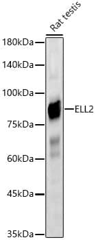 Western Blot ELL2 Antibody - Azide and BSA Free