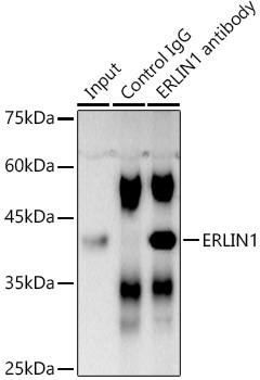 Immunoprecipitation ERLIN1 Antibody - Azide and BSA Free