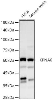 Western Blot KPNA6 Antibody - BSA Free