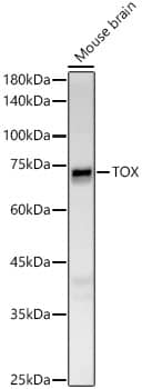 Western Blot: TOX Antibody - Azide and BSA Free [TOX] - Western blot analysis of lysates from Mouse brain, using TOX Rabbit pAb  at 1:400 dilution.Secondary antibody: HRP-conjugated Goat anti-Rabbit IgG (H+L)  at 1:10000 dilution.Lysates/proteins: 25ug per lane.Blocking buffer: 3% nonfat dry milk in TBST.Detection: ECL Basic Kit .Exposure time: 180s.