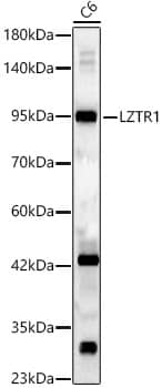 Western Blot: LZTR1 Antibody - BSA Free [NBP3-04935] - Western blot analysis of lysates from C6 cells, using LZTR1 Rabbit pAb (A7350) at 1:2000 dilution.Secondary antibody: HRP Goat Anti-Rabbit IgG (H+L) (AS014) at 1:10000 dilution.Lysates/proteins: 25ug per lane.Blocking buffer: 3% nonfat dry milk in TBST.Detection: ECL Basic Kit (RM00020).Exposure time: 60s.
