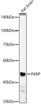 Western Blot: FKRP Antibody - Azide and BSA Free [FKRP] - Western blot analysis of lysates from Rat brain, using FKRP Rabbit pAb  at  1:400 dilution.&lt;br&gt;Secondary antibody: HRP-conjugated Goat anti-Rabbit IgG (H+L)  at 1:10000 dilution.&lt;br&gt;Lysates/proteins: 25ug per lane.&lt;br&gt;Blocking buffer: 3% nonfat dry milk in TBST.&lt;br&gt;Detection: ECL Basic Kit .&lt;br&gt;Exposure time: 60s.