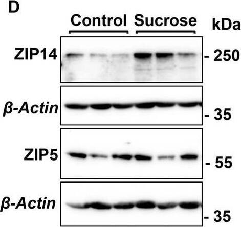 Subchronic liquid sucrose treatment alters intestinal zinc metabolism. (A) Zinc concentration in intestinal epithelial cells (IEC) using MP-AES. IECs were separated and digested in nitric acid. Total protein concentrations were used for normalization. (B,C) Following the morning fast, mice were administered 65Zn via either gavage (B) or subcutaneous injection (C). Three hours later, the amount of radioactivity in intestine tissue was measured. (D) Representative western analyses show intestinal ZIP5 and ZIP14 protein levels from control and sucrose-fed mice (n = 3 mice per group). (E) Depiction of proposed intestinal zinc transporter and zinc regulation based on the data in A–D. Values are means +/- SEM; n = 4–7. Unpaired t-test between control and sucrose-treated groups. Image collected and cropped by CiteAb from the following open publication (//pubmed.ncbi.nlm.nih.gov/37637953), licensed under a CC-BY license. Not internally tested by Novus Biologicals.