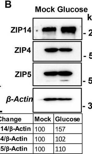 Glucose is the main driver of sucrose-induced dysregulation of intestinal epithelial barrier function. (A) Following 24 h of glucose (G), fructose (F), and GF treatments, FITC-Dextran (green) fluorescence intensity within the enteroid was quantified by software ImageJ. Values are means +/- SEM; # of enteroid counted: mock, n = 322; GF, n = 293; G, n = 278; F, n = 253. One-way ANOVA. (B) Representative western analyses from two independent experiments showed ZIP14, ZIP4, and ZIP5 transporters. (C) Cellular location of ZIP14 at the basalateral side of the intestinal epithelium was shown in the mouse enteroid system. Images were obtained using Zeiss LSM880 confocal inverted microscope. Green: DAPI; red: ZIP14. (D) Depiction of the proposed mechanism of G or F-induced permeability. (E) Following 24 h of glucose (G) alone or combined with zinc treatments, FITC-Dextran (green) fluorescence intensity within the enteroid was quantified by software ImageJ. Values are means +/- SEM; # of enteroid counted: (G), n = 102; G + zinc (Zn), n = 111. (F) Zinc levels in intestinal epithelial cells were measured by MP-AES. (G,H) Intestinal permeability was assessed by FITC-Dextran and western blot analysis for TJP. Following 8 weeks of sucrose treatment the body weight (I) % body fat (J) and blood glucose levels were measured from floxed control and intestine-specific Zip14 KO (IKO-ZIP14 is deleted from villin-expressing cells) mice. Values are means +/- SEM. n = 6–8 mice per group. The unpaired t-test between sucrose-treated floxed and IKO mice. Image collected and cropped by CiteAb from the following open publication (//pubmed.ncbi.nlm.nih.gov/37637953), licensed under a CC-BY license. Not internally tested by Novus Biologicals.
