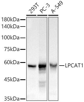 Western Blot: LPCAT1 Antibody - BSA Free [NBP3-04963] - Western blot analysis of various lysates, using LPCAT1 antibody (A4987) at 1:1000 dilution.Secondary antibody: HRP Goat Anti-Rabbit IgG (H+L) (AS014) at 1:10000 dilution.Lysates/proteins: 25μg per lane.Blocking buffer: 3% nonfat dry milk in TBST.Detection: ECL Basic Kit (RM00020).Exposure time: 1s.