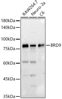 Western Blot: BRD9 Antibody -  BSA Free [BRD9] - Western blot analysis of various lysates using BRD9 Rabbit pAb  at  1:500 dilution.Secondary antibody: HRP-conjugated Goat anti-Rabbit IgG (H+L)  at 1:10000 dilution.Lysates/proteins: 25ug per lane.Blocking buffer: 3% nonfat dry milk in TBST.Detection: ECL Basic Kit .Exposure time: 3s.