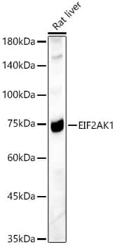 Western Blot EIF2AK1 Antibody - BSA Free