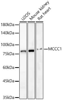 Western Blot: MCCC1 Antibody - BSA Free [MCCC1] - Western blot analysis of various lysates, using MCCC1 Rabbit pAb  at 1:2000 dilution.Secondary antibody: HRP Goat Anti-Rabbit IgG (H+L)  at 1:10000 dilution.Lysates/proteins: 25ug per lane.Blocking buffer: 3% nonfat dry milk in TBST.Detection: ECL Basic Kit .Exposure time: 60s.